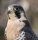 Peregrine Falcon 12.jpg