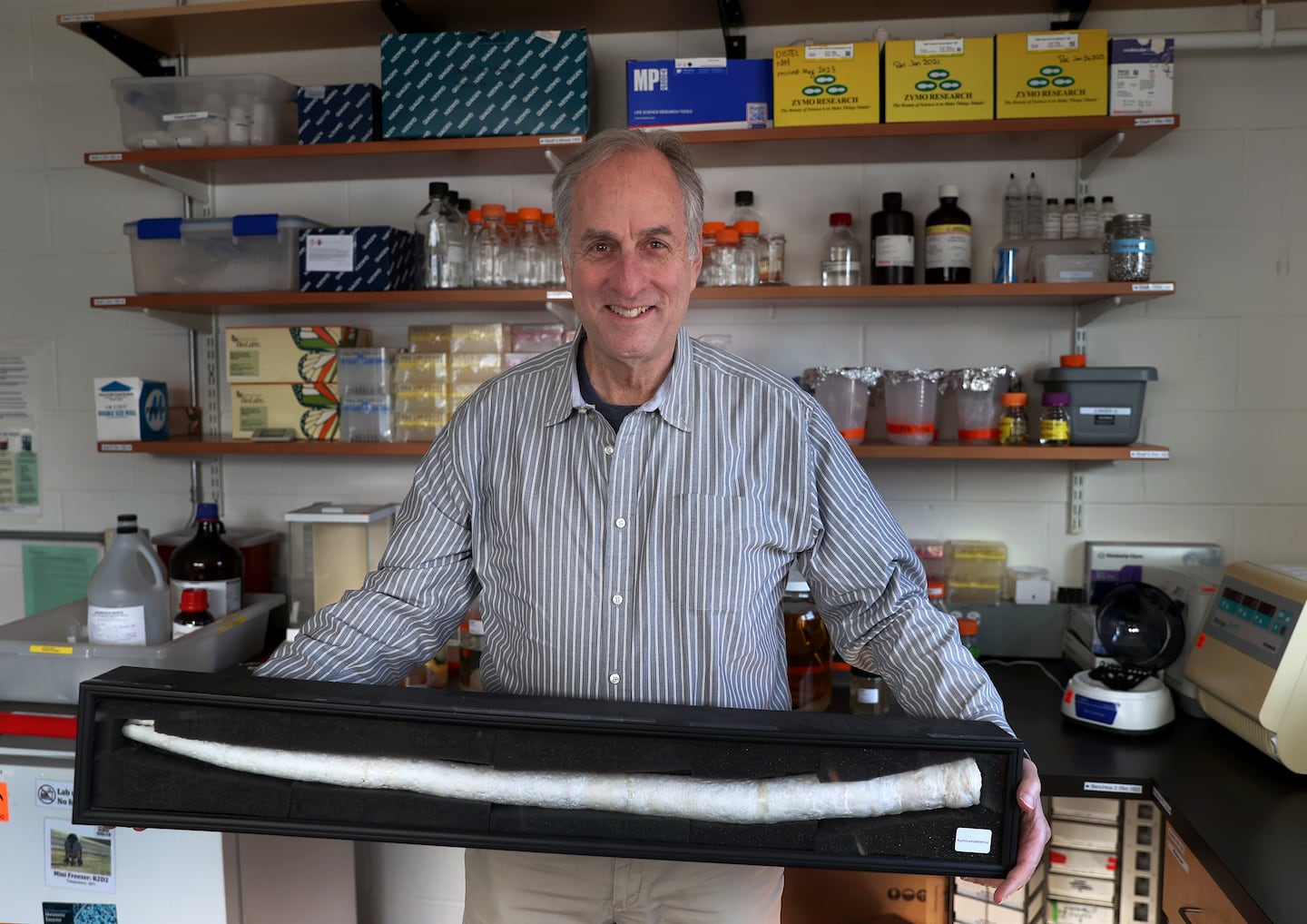 Dan Distel, director of Northeastern University’s Ocean Genome Legacy Center, holds the shell of a giant shipworm.