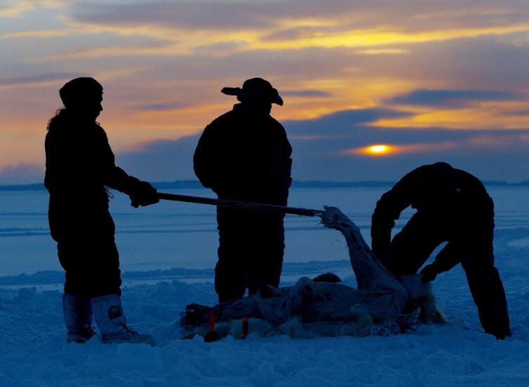 Inuit hunters skin a polar bear on the ice.