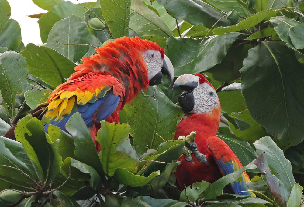 Scarlet Macaws on the Osa Peninsula